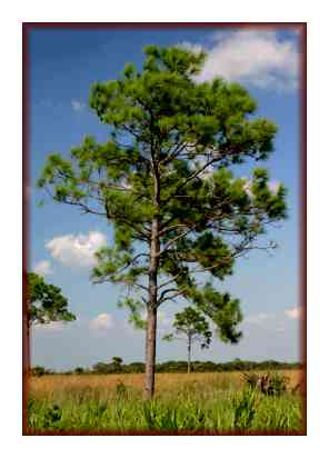 Pinus Elliotis Wood