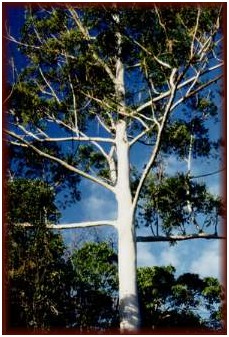 Eucalyptus Hardwood