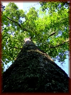 Mempening Oak Hardwood